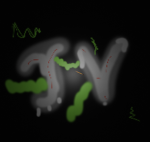 _JV_Studios_