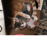 Join this if you love cats dogs