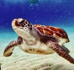 Die Schildkröten Fans