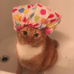 Shower Cat Supremacy