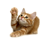 Kitty City Government