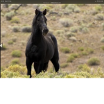 Wild academy for wild horses <3