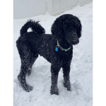 Poodle cool