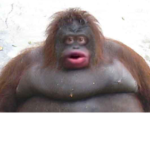 Monkeeeeeeeeeee