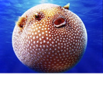 Puffer playz