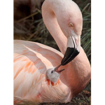 RoyaleFlamingos