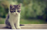 official TEAM MEOW MEOW