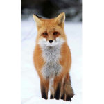 •Foxy The Fox•