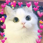 kc uwuwuuw