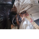 Chelsea's crazy girl
