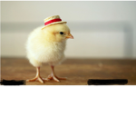We love chickens and dogs Group