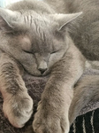 My fluffy cat