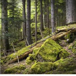 Realistic Forest 2