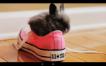 Hoppidy bunnys