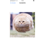 Crazycat007