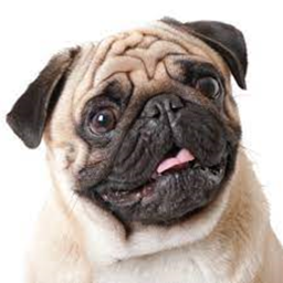 JPuggers 40%