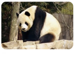 ANIMALS LOVE ONLY