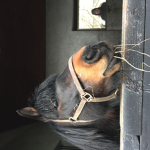 horse girl