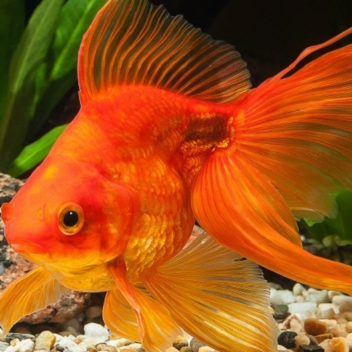 WATCH OSCAR THE GOLDFISH!