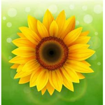 CloudSunflower