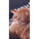 Hugs from cats
