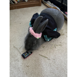 Rabbit Gamers