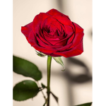 xXRose BoutiqueXx