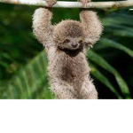 Sloths are amazing <3