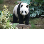 Pandas Rule