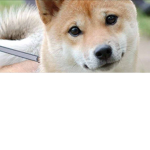 Dogs are Healthy