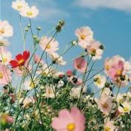 ⋆˚✿˖°