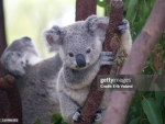 De koala’s