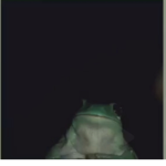 Froggy club:D
