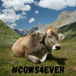 #COWS4EVER