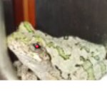 Don’t mess with this frog