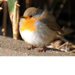 group for ppl who like birds