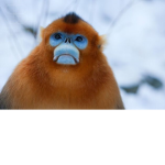 ma / monkey army /monkey fans