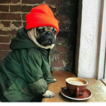 PUGS are truly a god