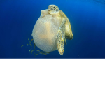 Turtlepoopfat