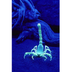 The scorpion wold
