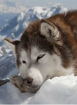 husky dog babys