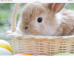 Bunny’s Lucy