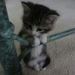 pawzini