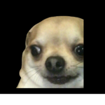 Thedoggyfanclub