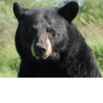 The Official Bear Group