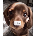 Puppies sup