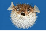 Pufferfish Groupp