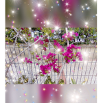 Pretty blossoms <3
