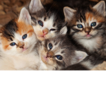 The kitty/roleplay Group