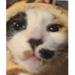 ケチャップ猫